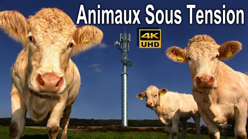 Antennes_relais_vaches_850.jpg