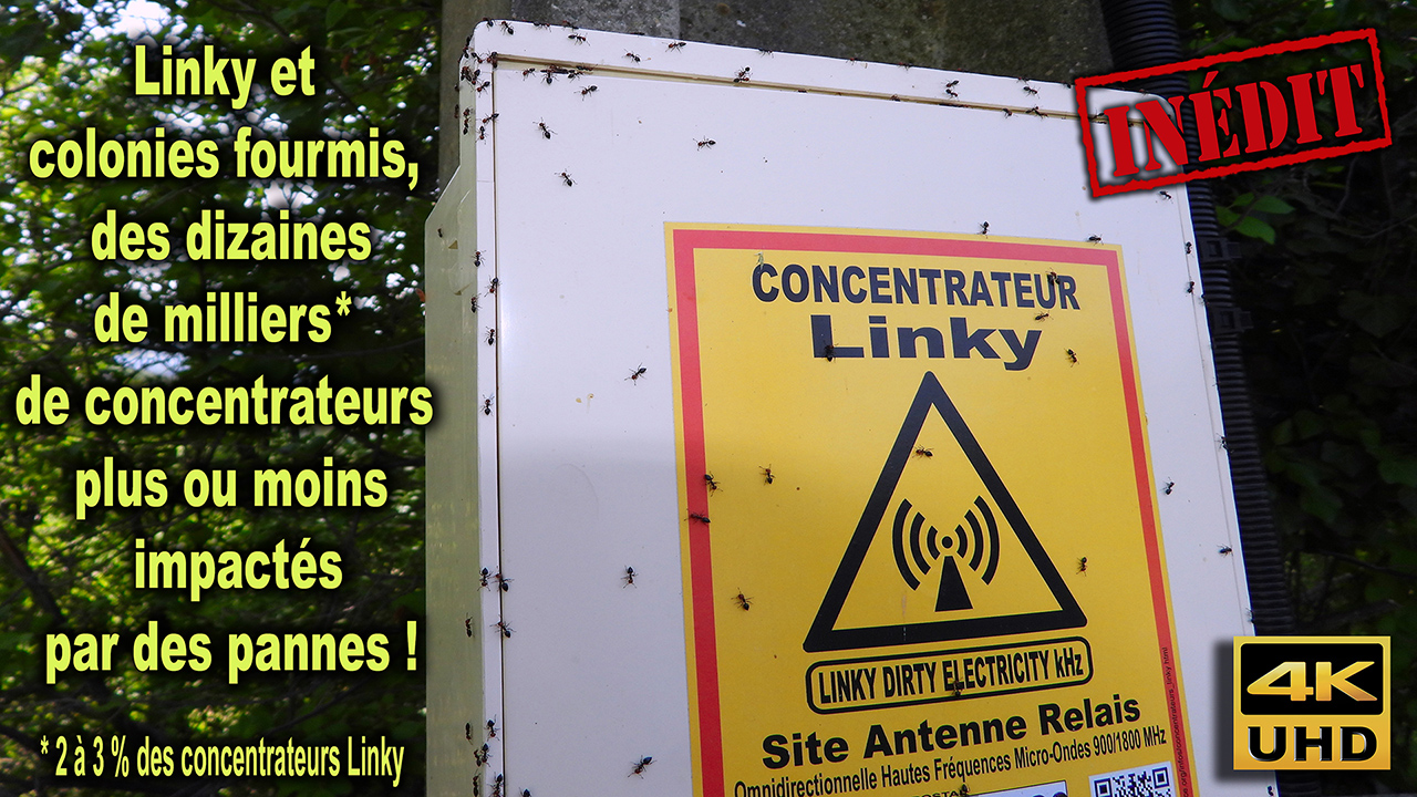 Concentrateurs_Linky_pannes_fourmis_1280_DSCN8028.jpg