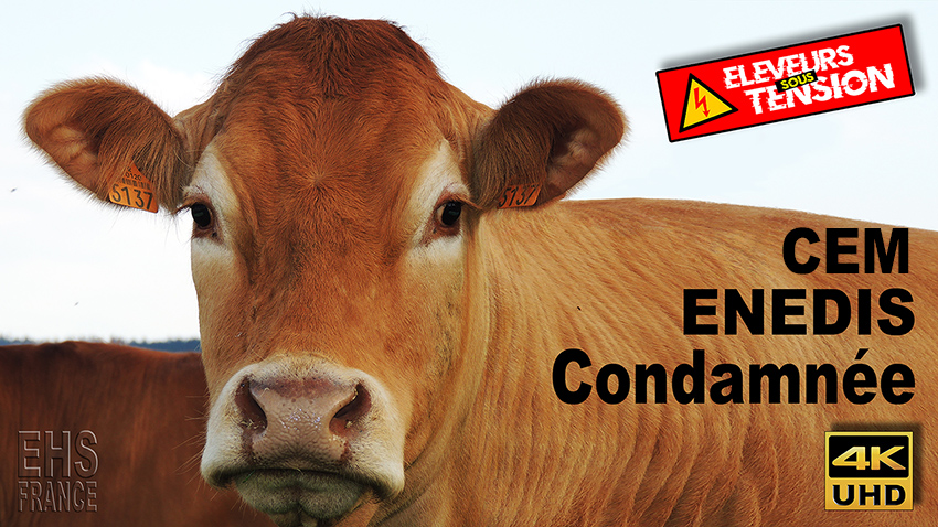 Enedis_Condamnee_vache_850_DSCN9793.jpg