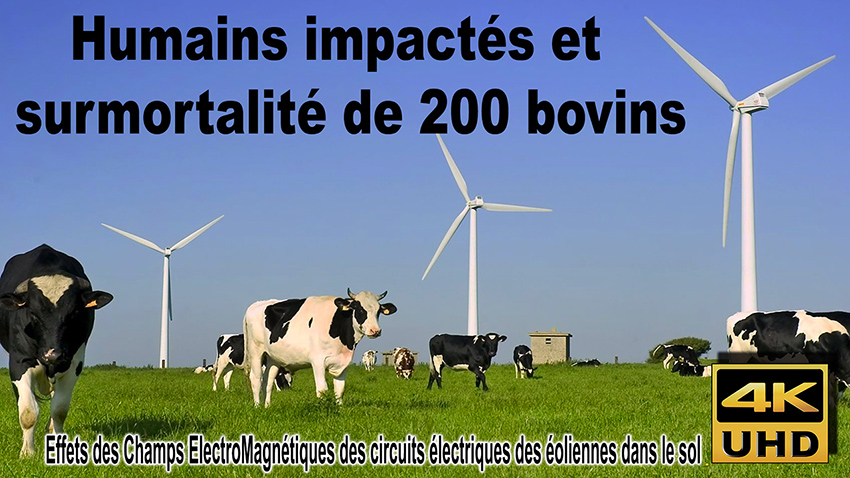 Eoliennes_Nozay_vaches_850.jpg