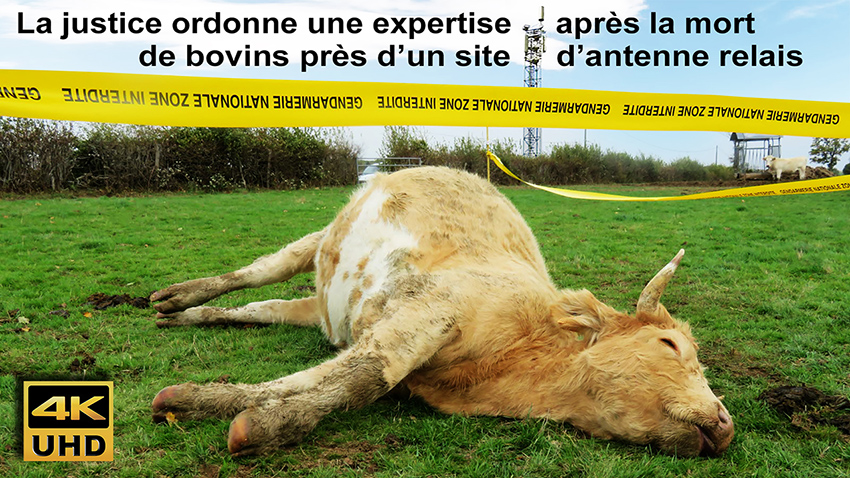 La_justice_ordonne_une_expertise_apres_la_mort_de_bovins_pres_d_un_site_d_antenne_relais_850.jpg