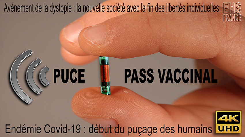 Puce_pass_vaccinal_850_DSCN6482.jpg