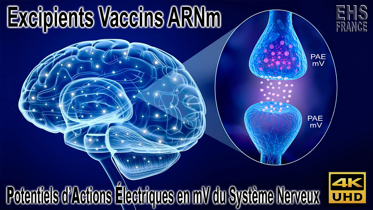 Systeme_Nerveux_Electrique_1280.jpg